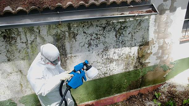 Trusted Crawl Space Mold Removal service in Delaplane, VA - Cheap Mold Removal